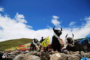 網(wǎng)友在西藏林芝旅游偶遇姜子牙坐騎