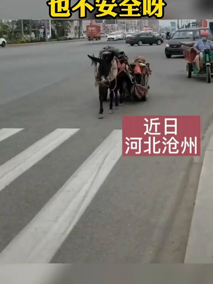 大爺駕馬車(chē)貴陽(yáng)至重慶之旅，一月行程揭秘