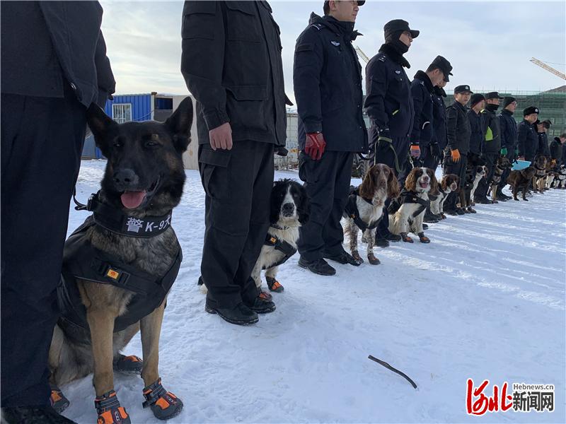 流浪狗逆襲成為警犬隊精英成員