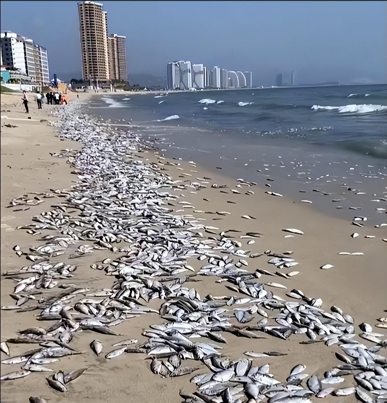 北海道沙灘驚現(xiàn)大量死魚(yú)