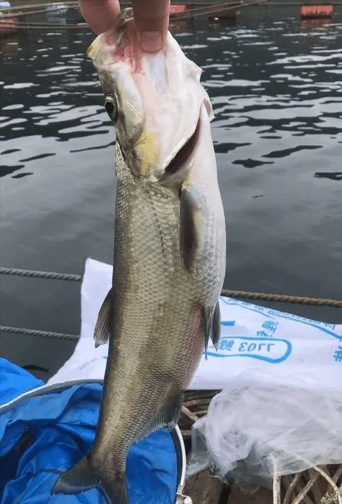 澳門三肖三碼今日推薦,男子釣到56斤鳡魚繞城5小時炫耀