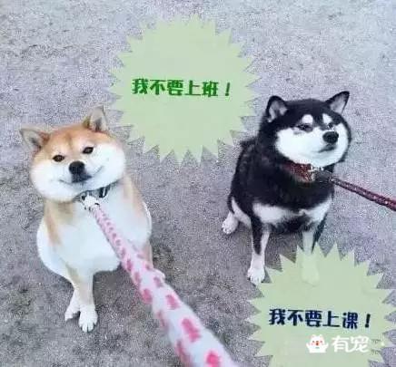 澳門生財有道,機(jī)器狗遇柴犬 “兩狗”互相拜年