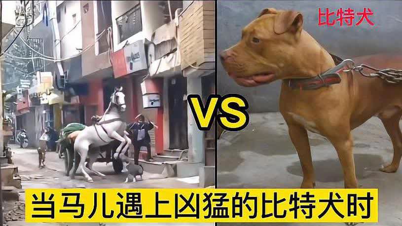 118圖庫(kù) 彩圖118庫(kù)安裝下,四川巴中惡犬襲擊多人 多部門回應(yīng)