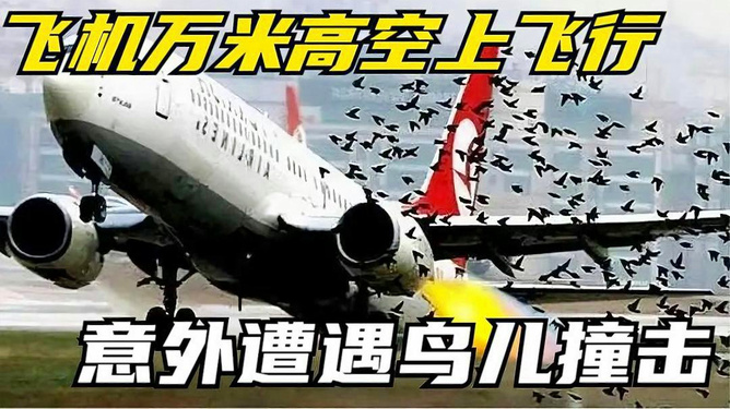 新澳門彩2025年資料大全,韓方首次確認(rèn)失事客機(jī)遭遇鳥擊